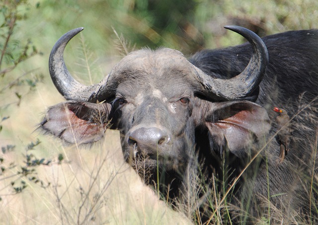 Buffalo Big Safari Wildlife 