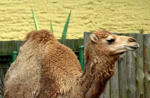 Camel Animal Mammal Head
