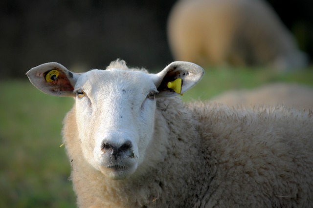 Sheep Livestock Head Portrait 